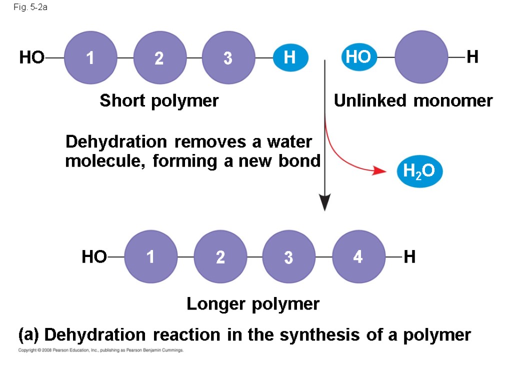 Fig. 5-2a Dehydration removes a water molecule, forming a new bond Short polymer Unlinked